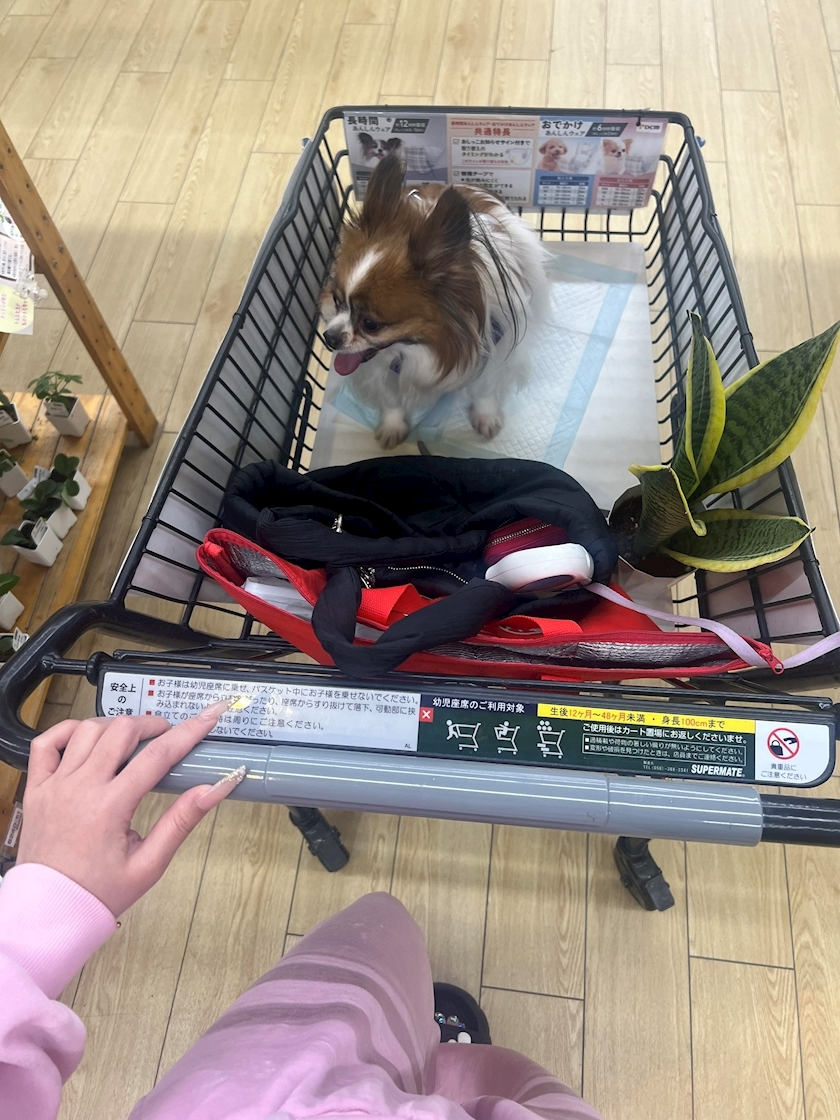 あいら