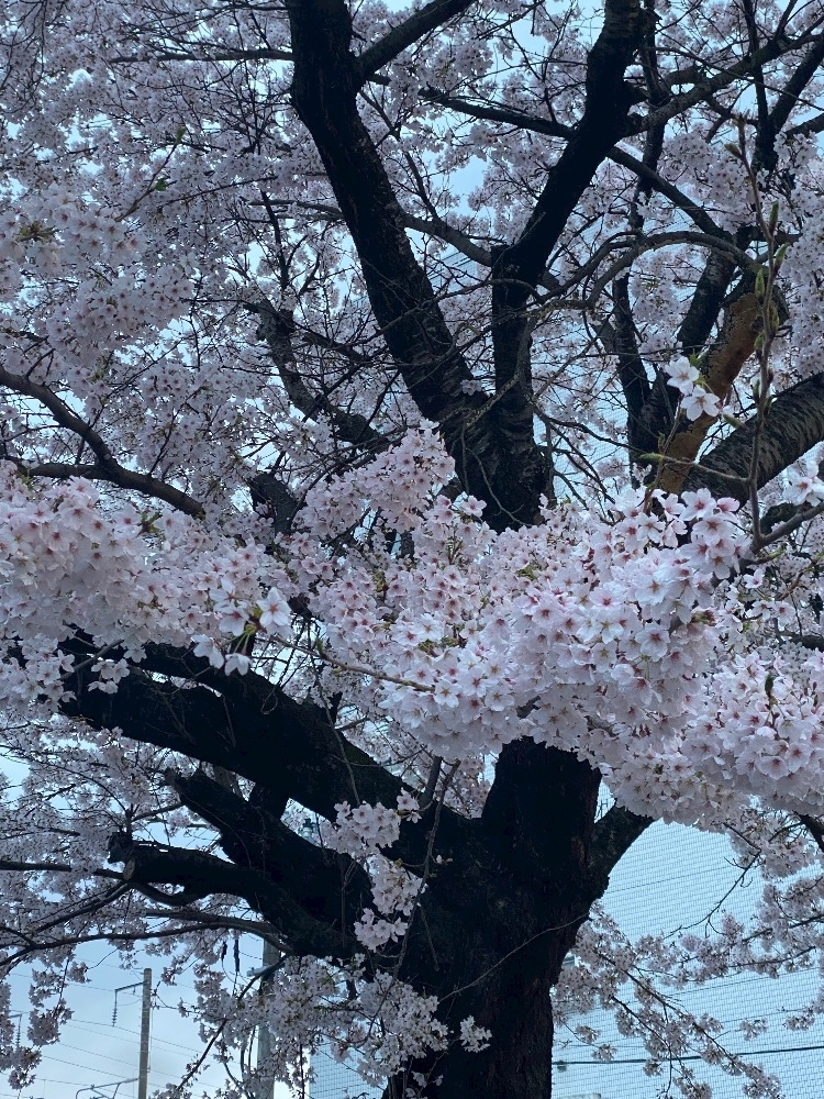 りな