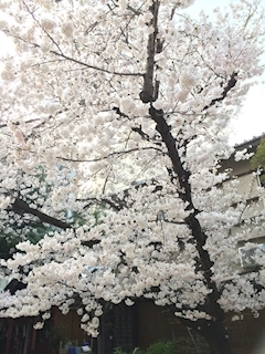 姫花