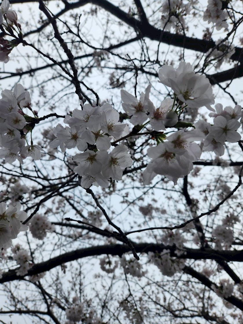 しゅり