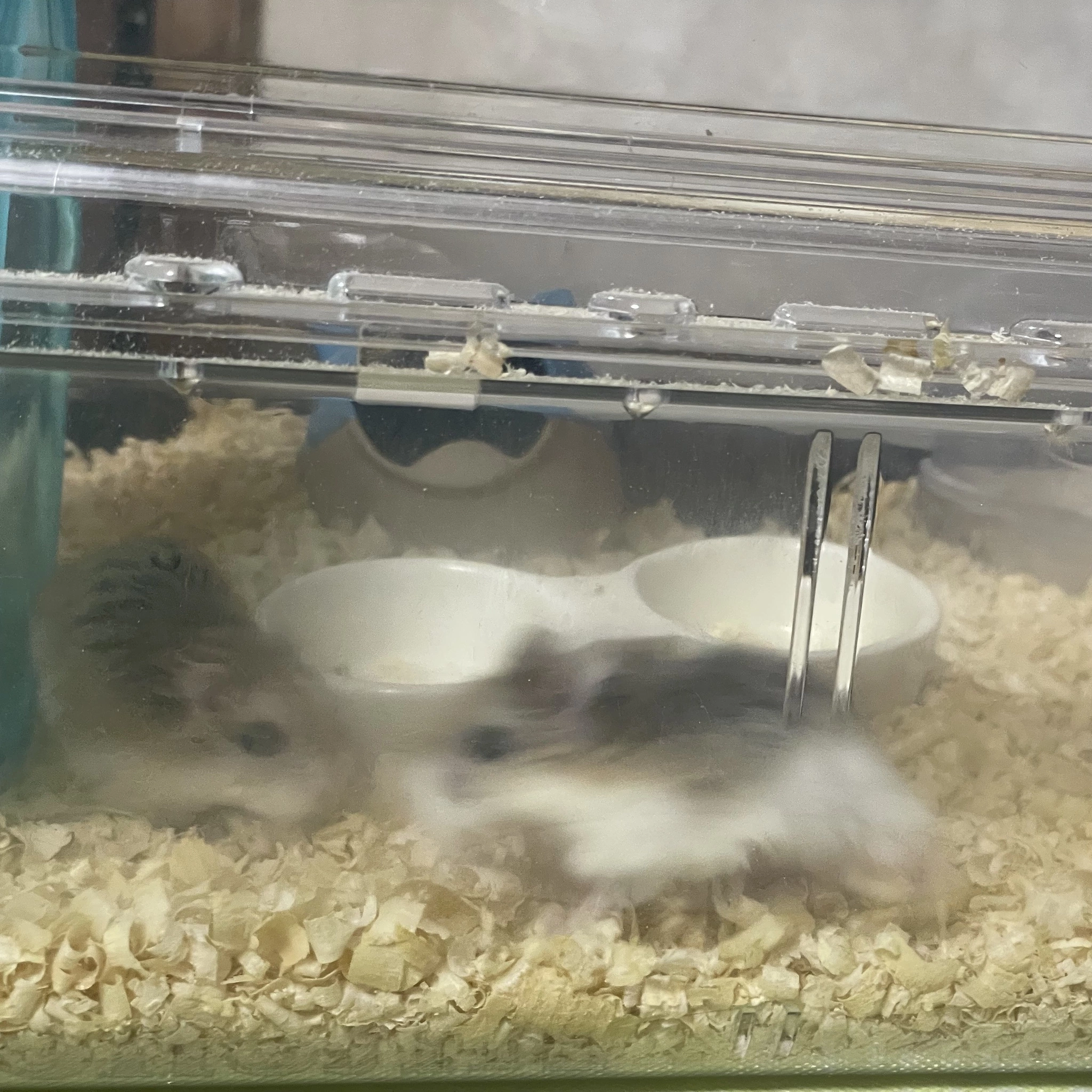 ちゃお