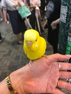 姫花