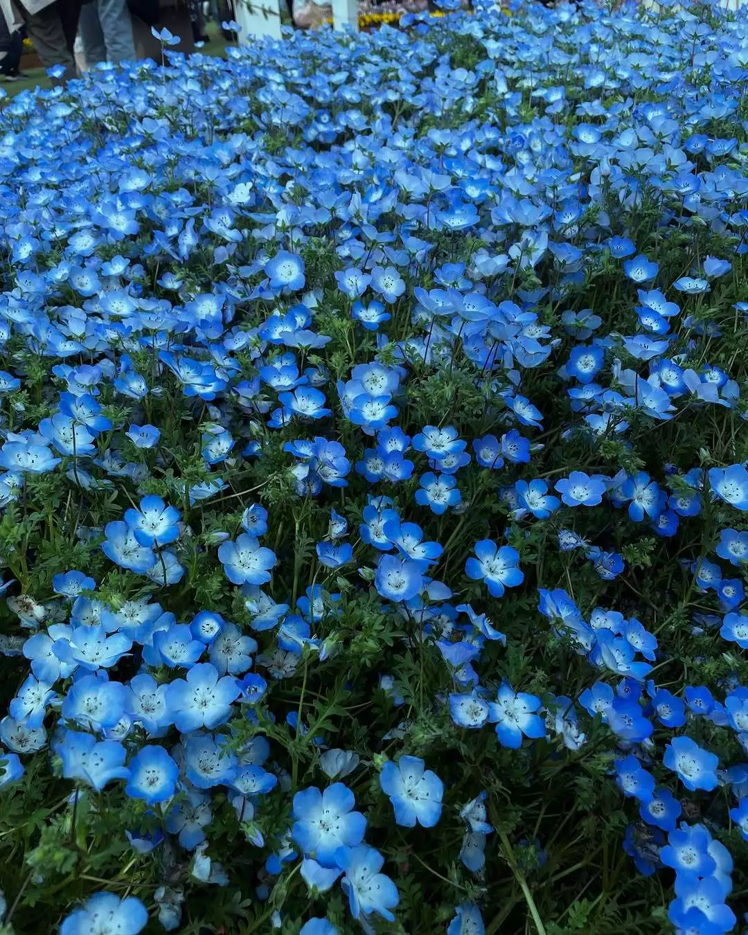 咲月