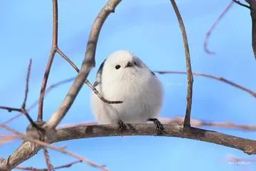 ひな