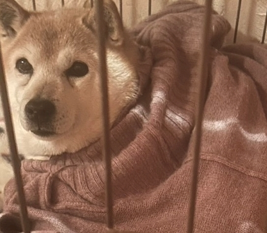 きらり