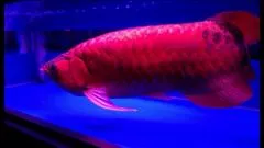 藤沢 のん