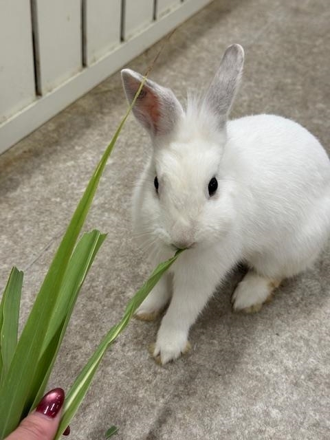 涼風 あき