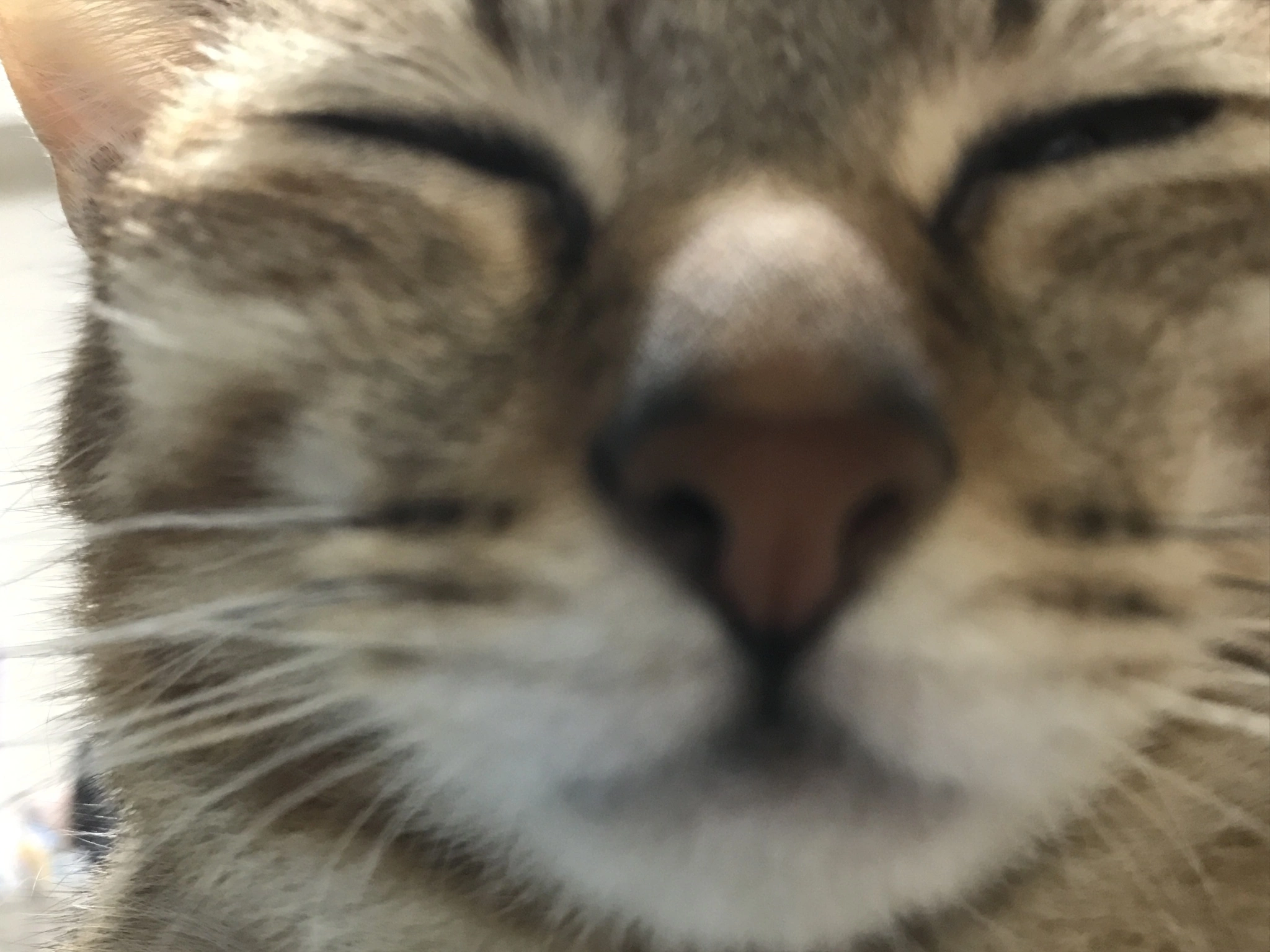 あやな