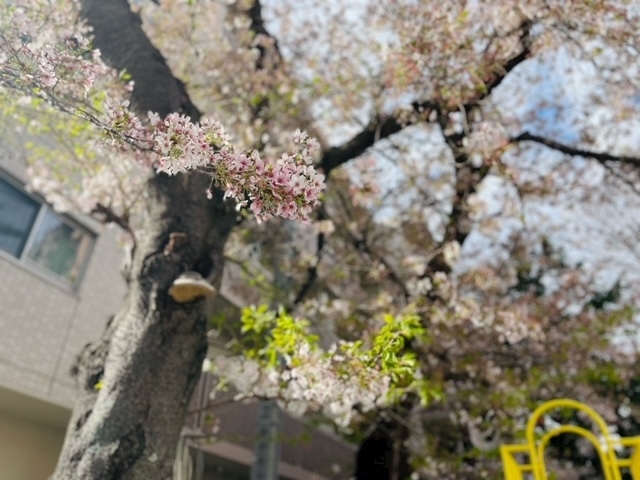 椎名 くるみ