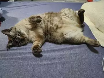 ひな