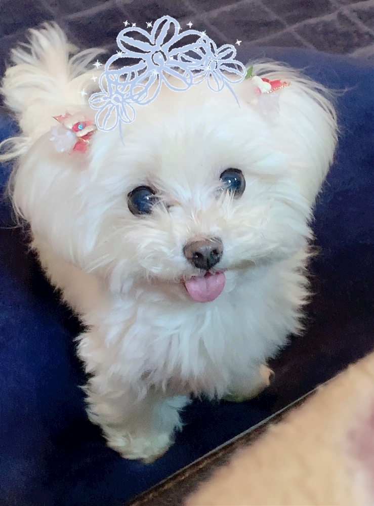 セナ