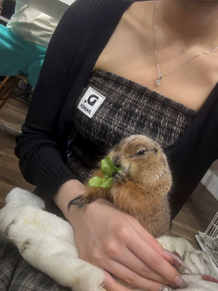 ナナ