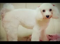 桃瀬 百華