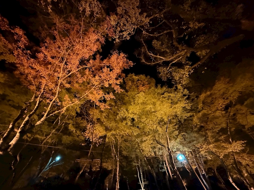 朝倉 しおり