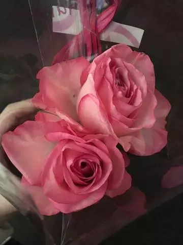 白石 愛莉