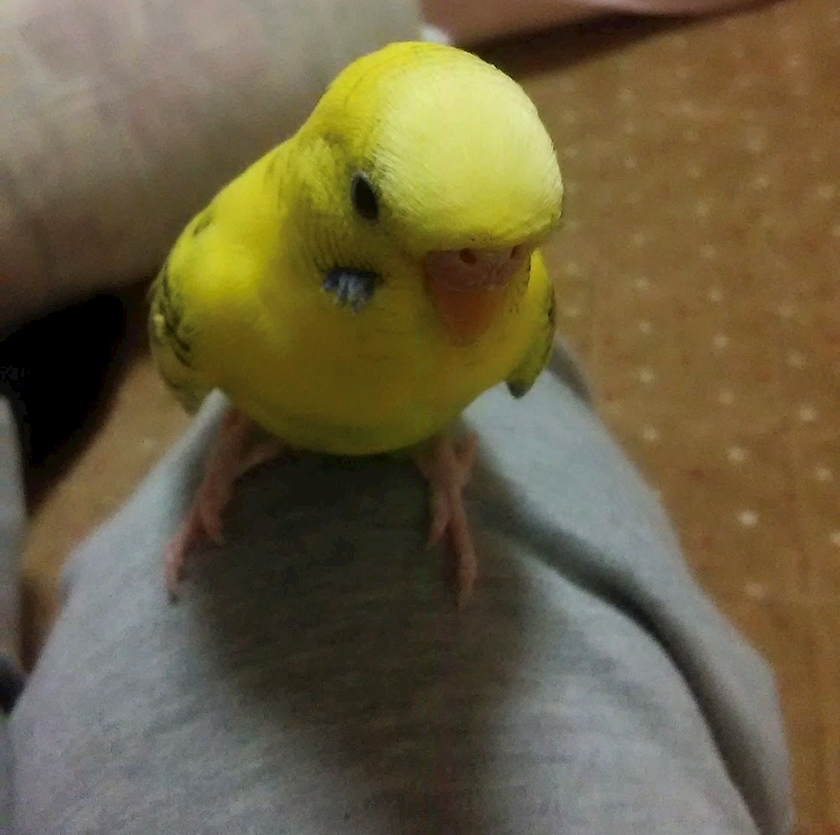 しおり