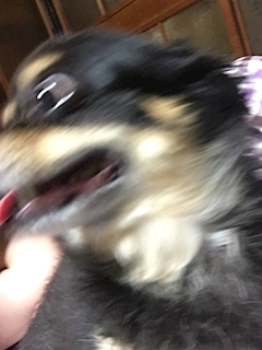 沙良 純