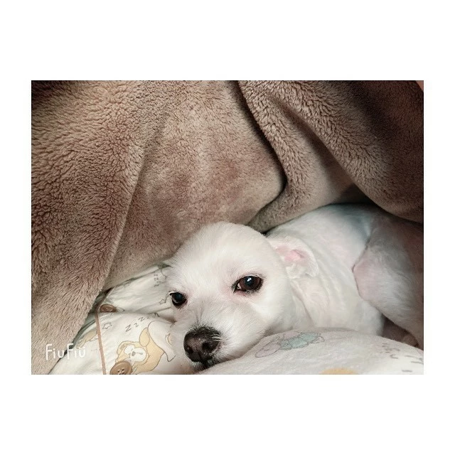蓮