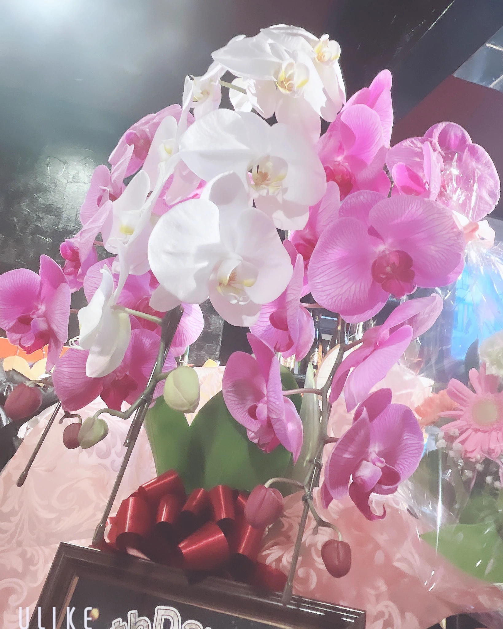 望月 るか