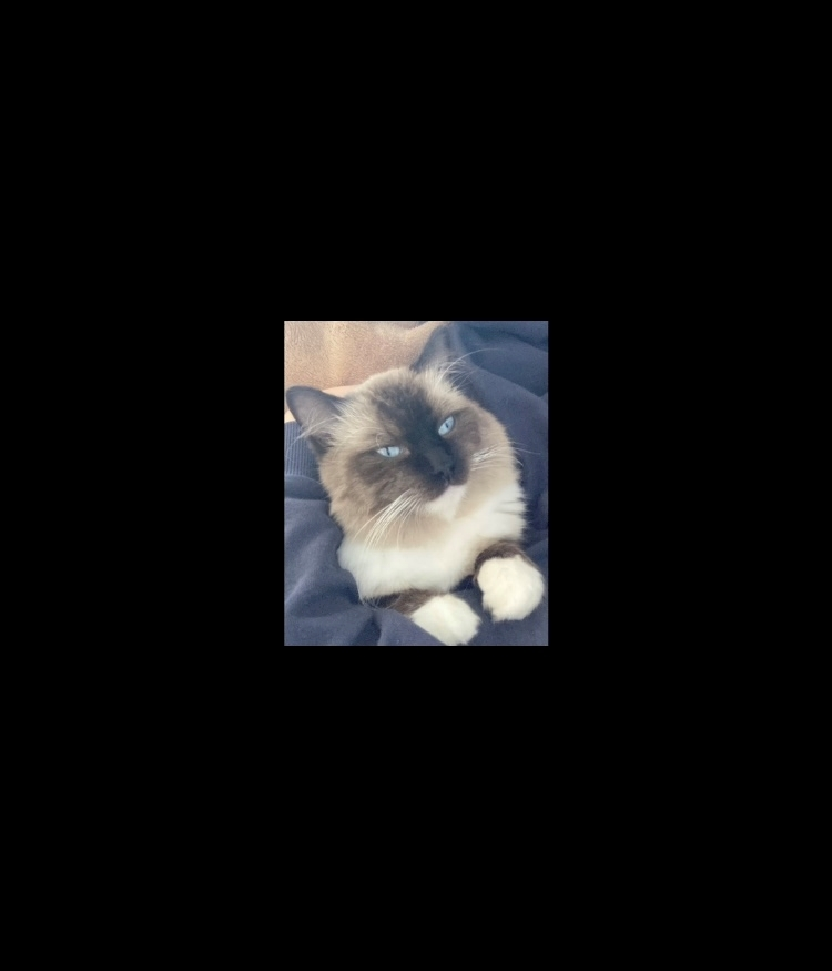 甘眠冠  しの