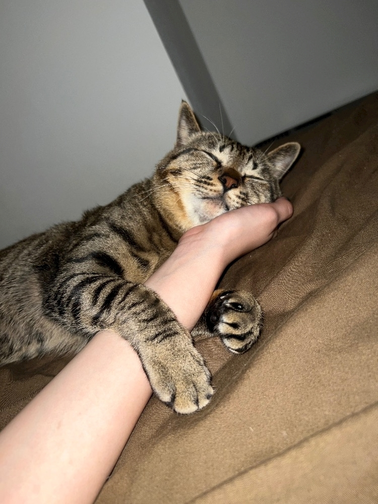あこ