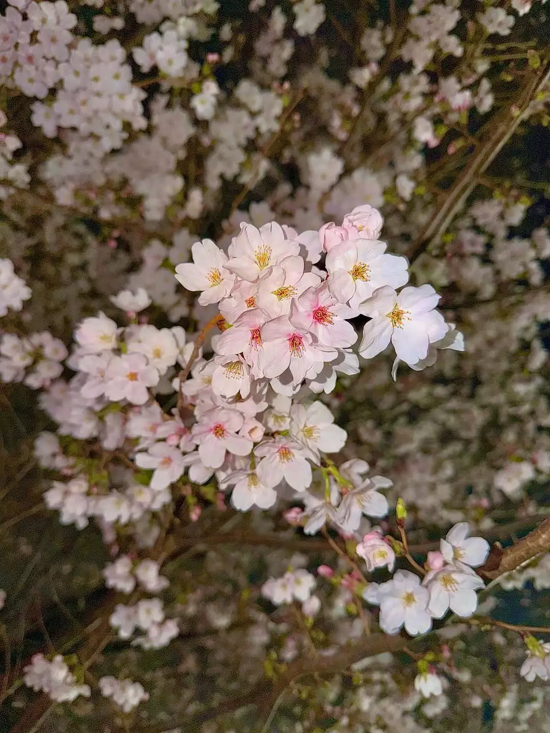 ほのか