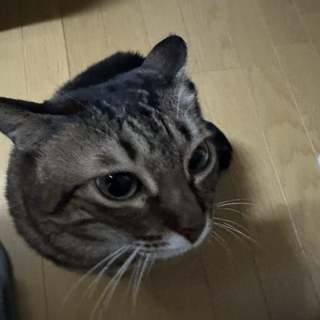 あやね