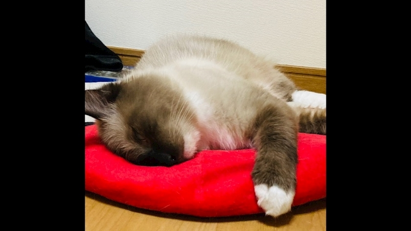 甘眠冠  しの