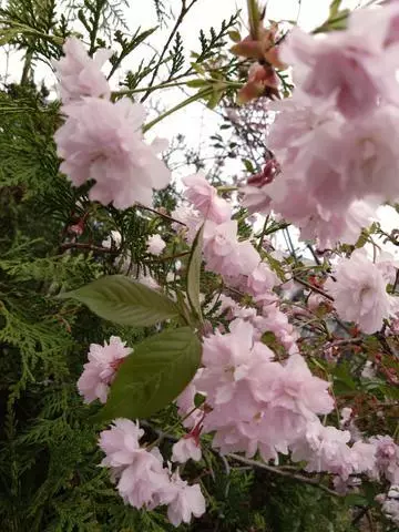 ひな