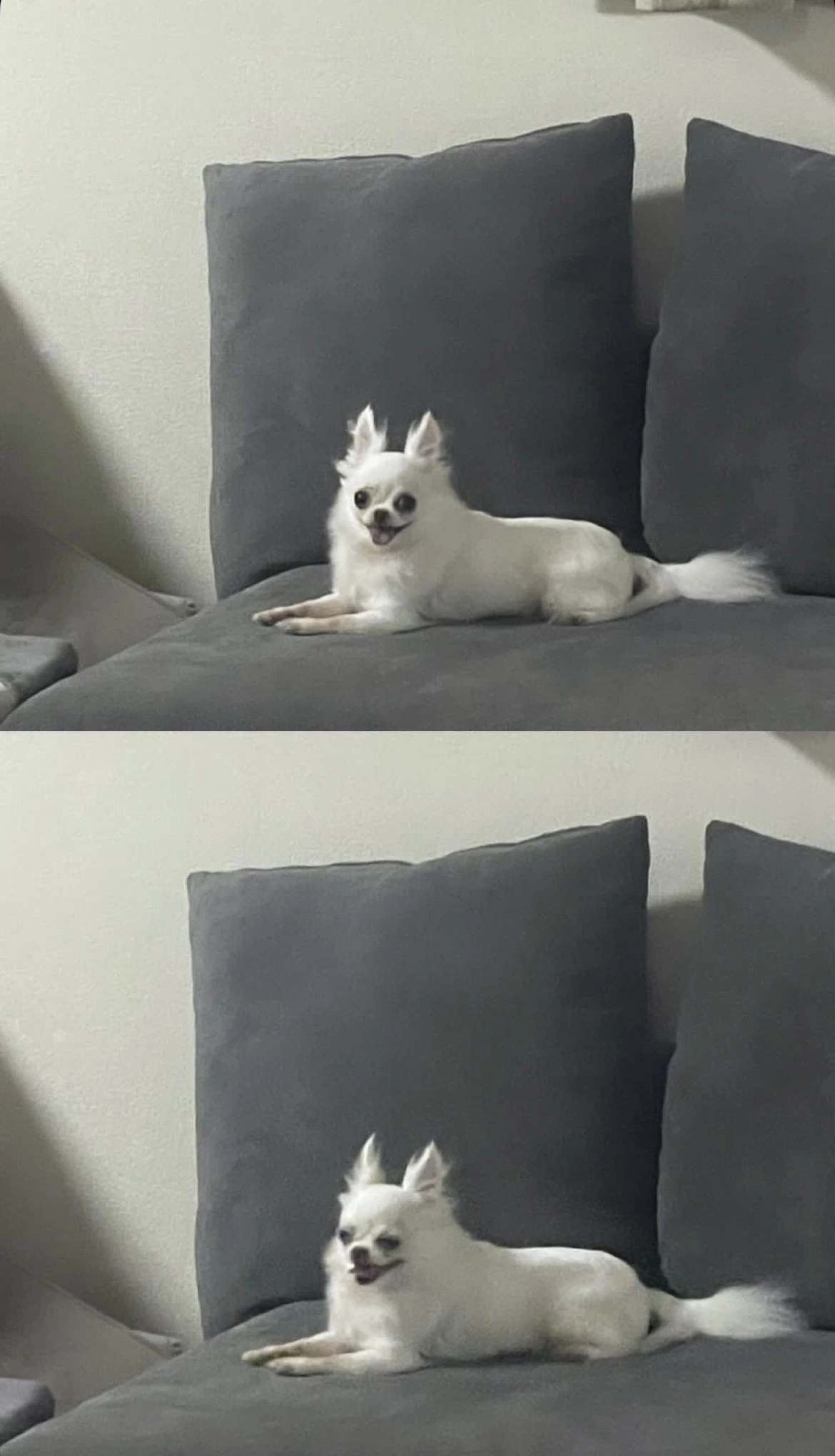 もも