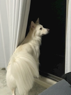 京 さゆみ