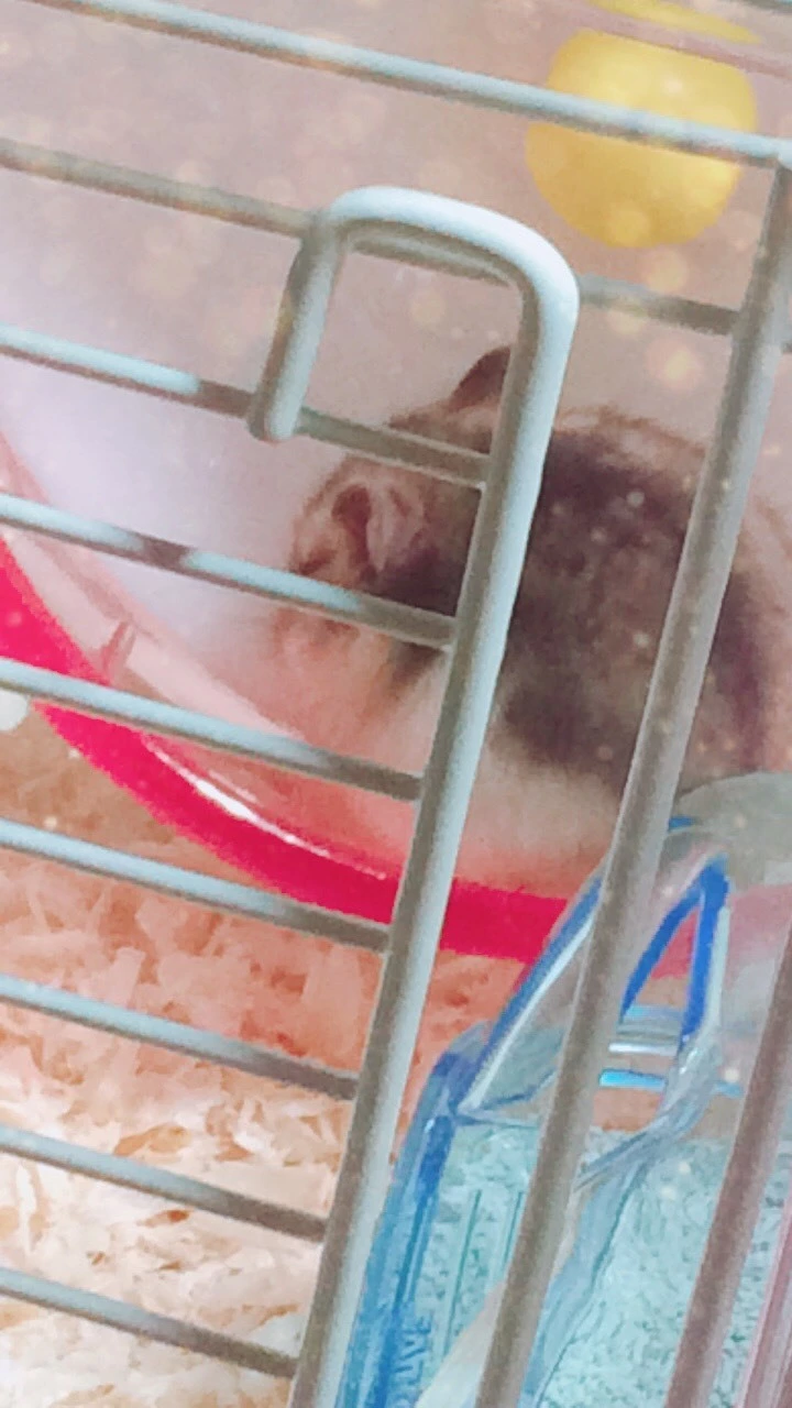 あや