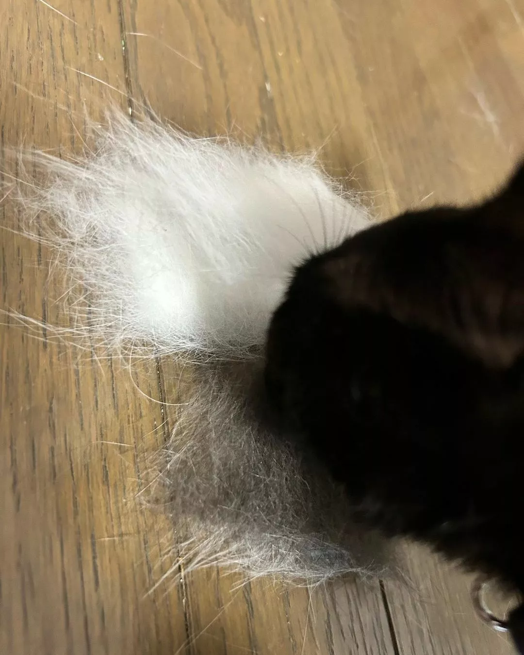 しおん