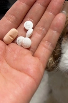 灯 ひなた