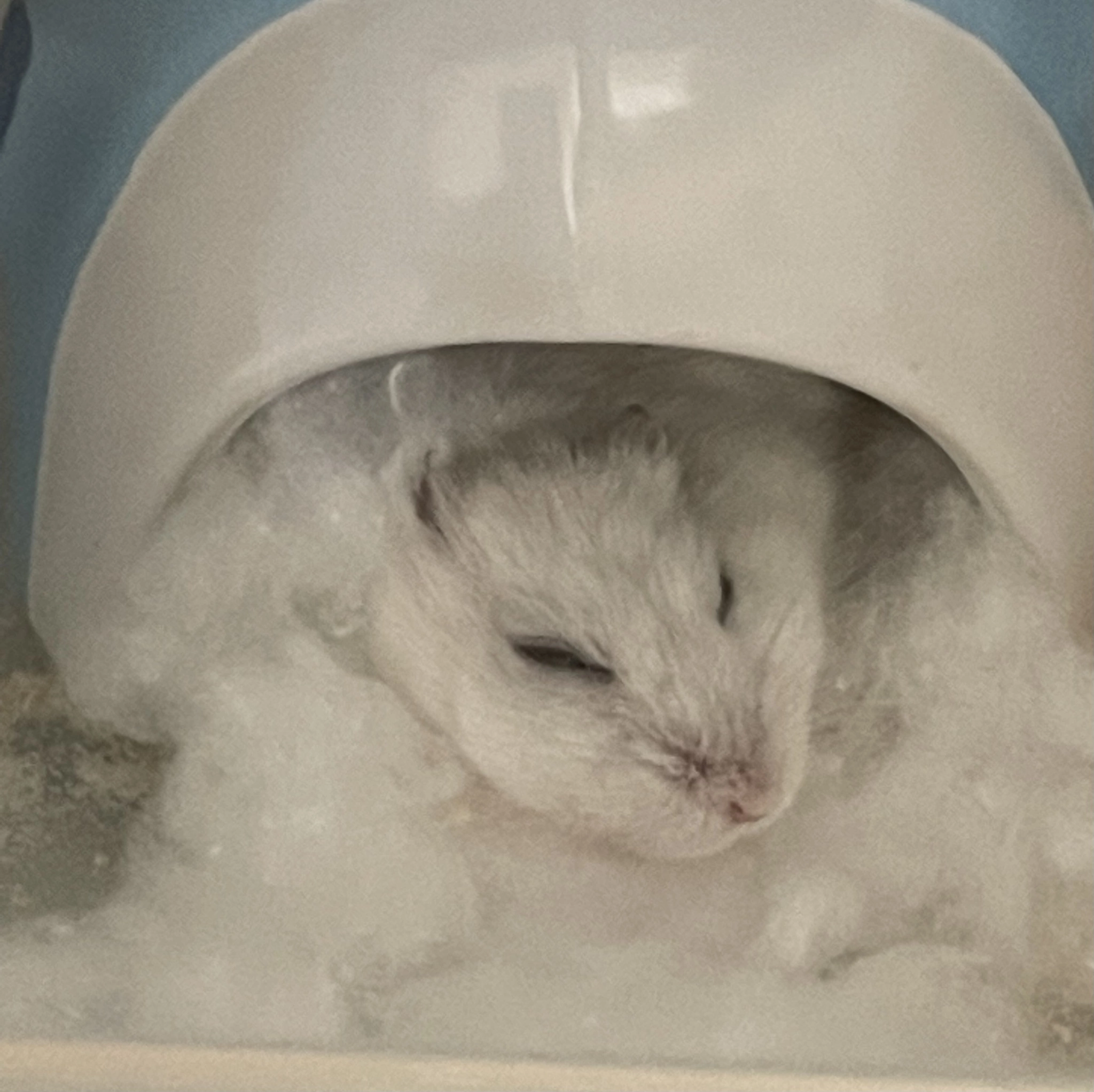まゆ