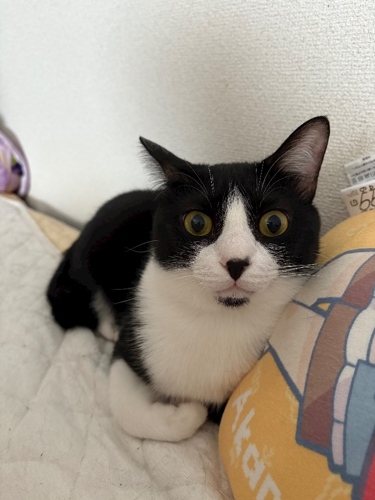 サキ