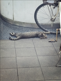コウ