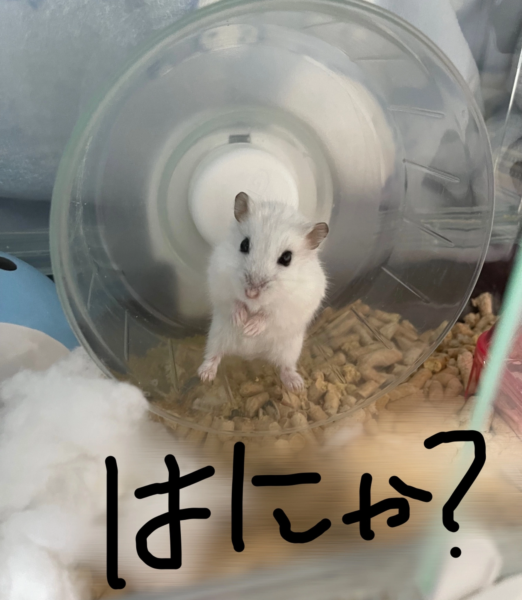 まゆ