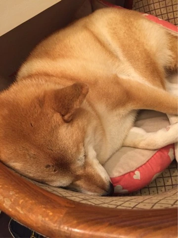 蓮見 リア