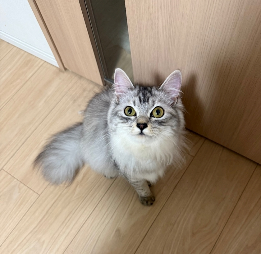 芹奈