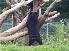 愛羽 仁美