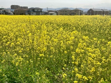 中野 かな