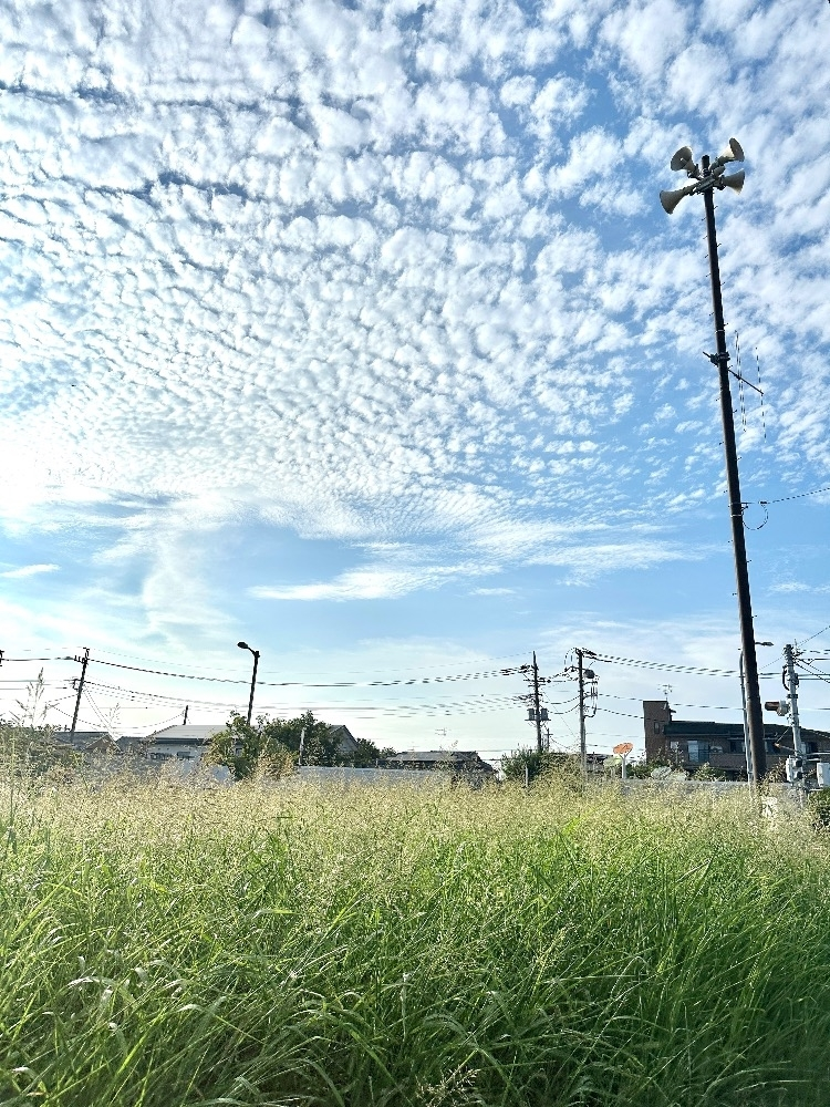 ましろ