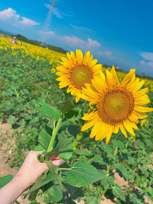 愛川 ゆず