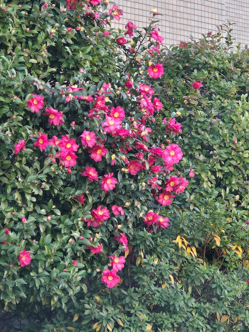 エミ （スタッフ）