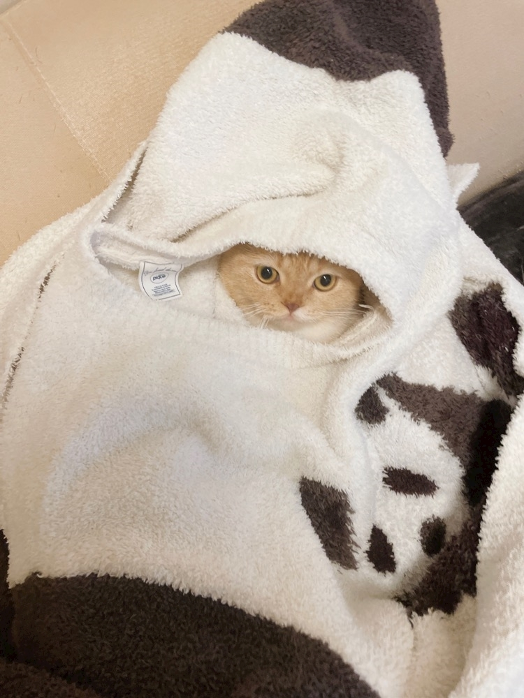 あおい