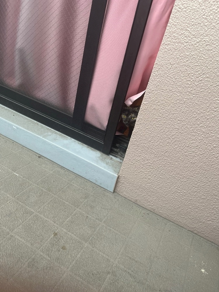 藤花 ゆの