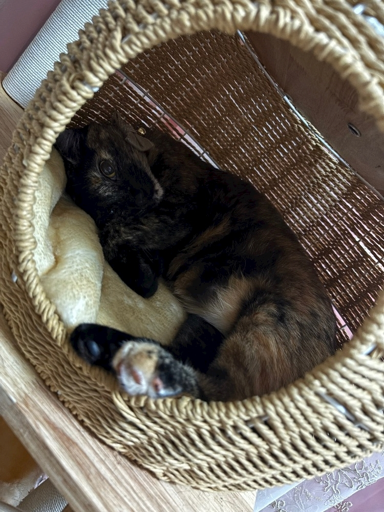 藤花 ゆの
