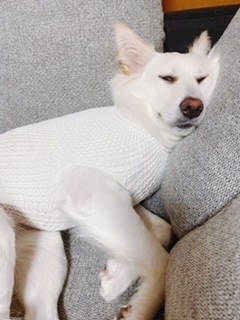 京 さゆみ