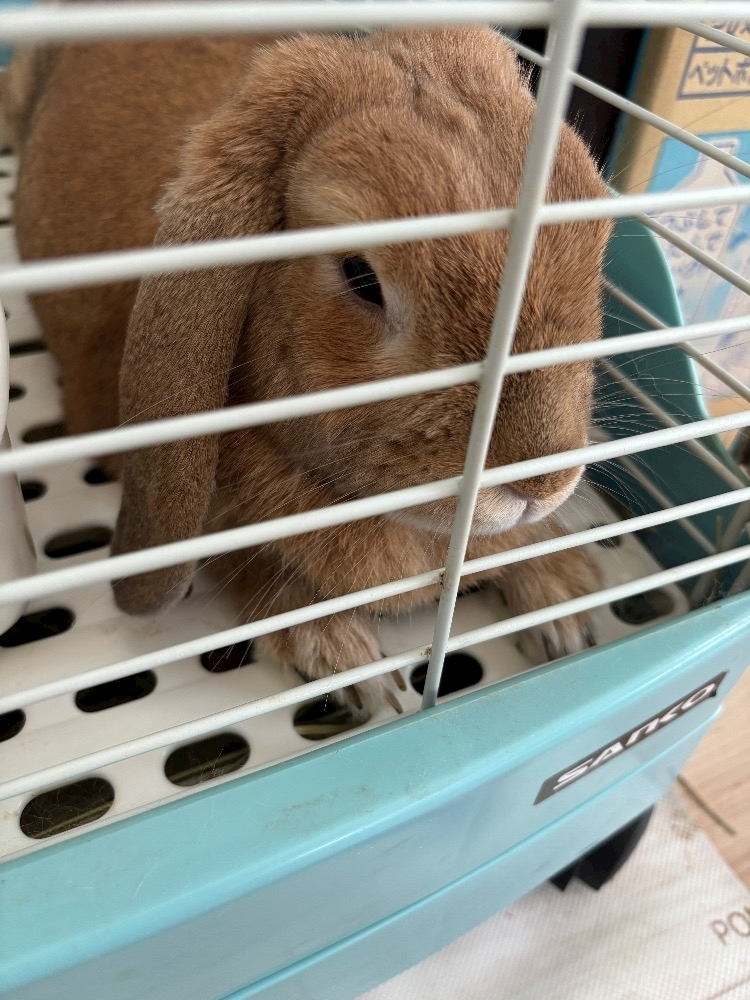 ツンデレかなの